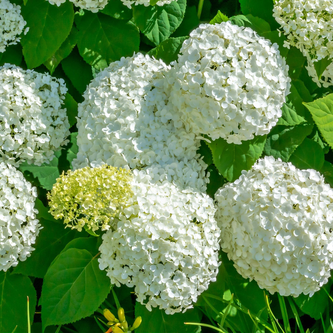 Snow Hill Hydrangea Seedlings