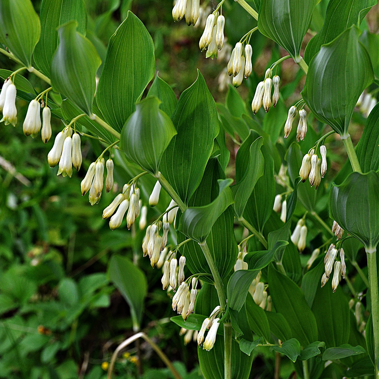 Solomon Seal 