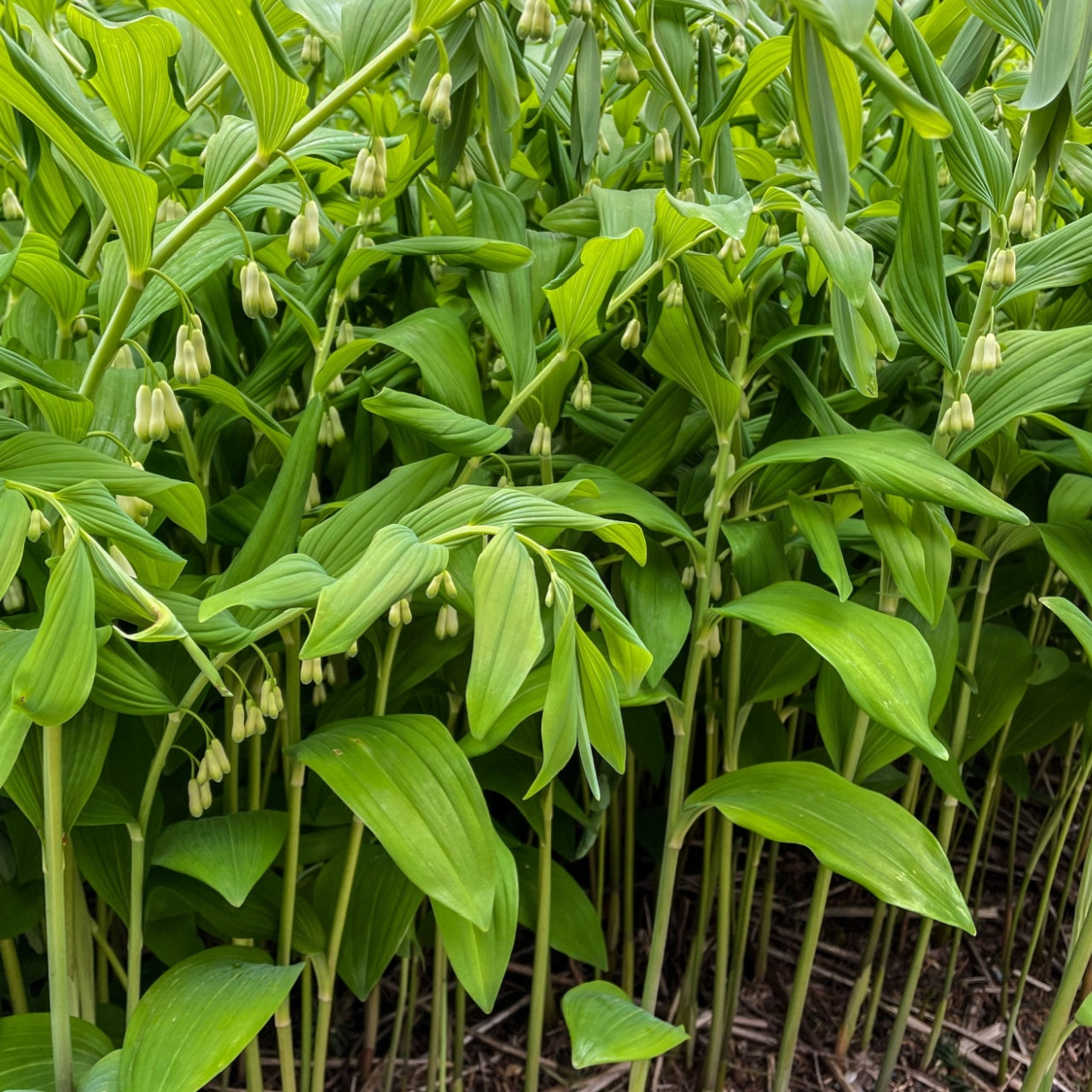 Solomon's Seal Plant