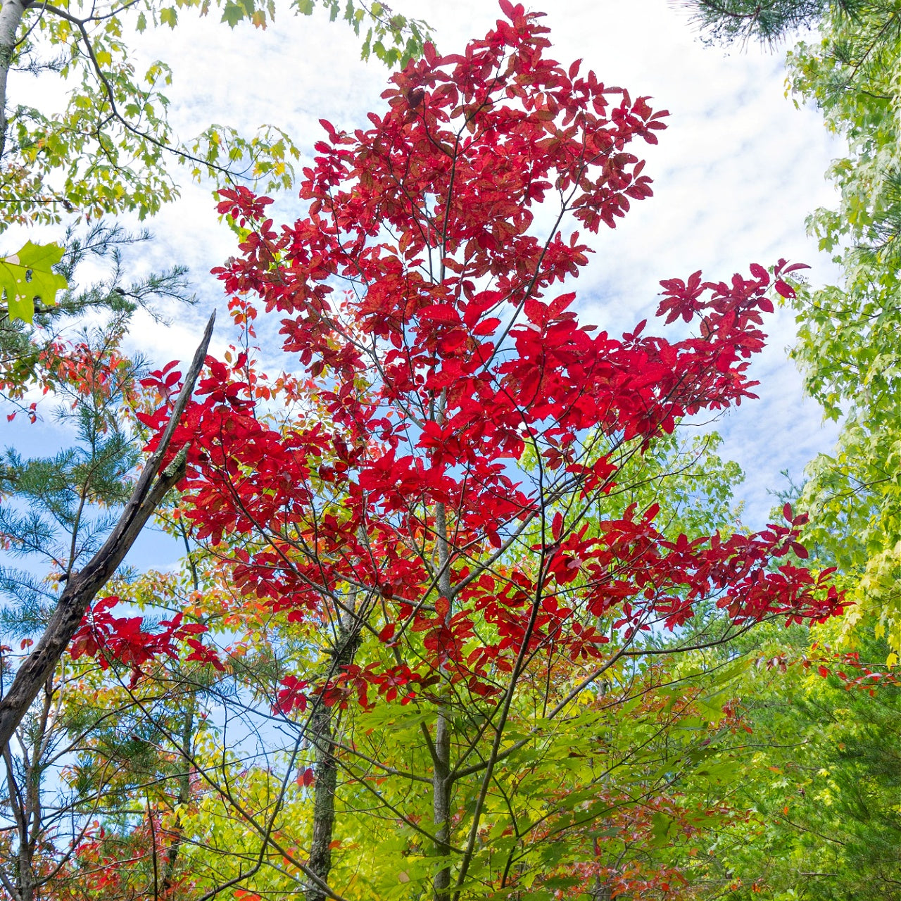 Sourwood Tree