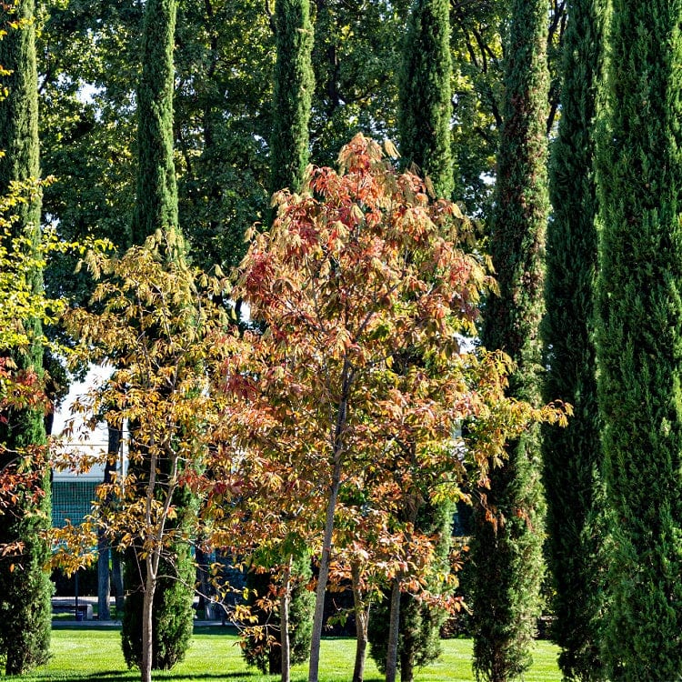 Sourwood tree with vibrant orange red autumn foliage amid green cypresses
