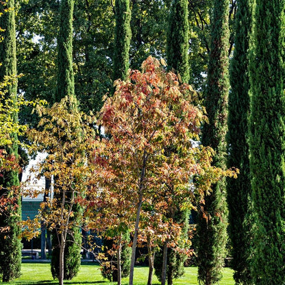 Sourwood tree with vibrant orange red autumn foliage amid green cypresses
