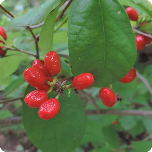 Northern Spice Bush