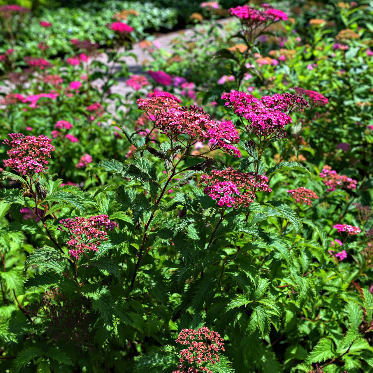 Spiraea Japonica