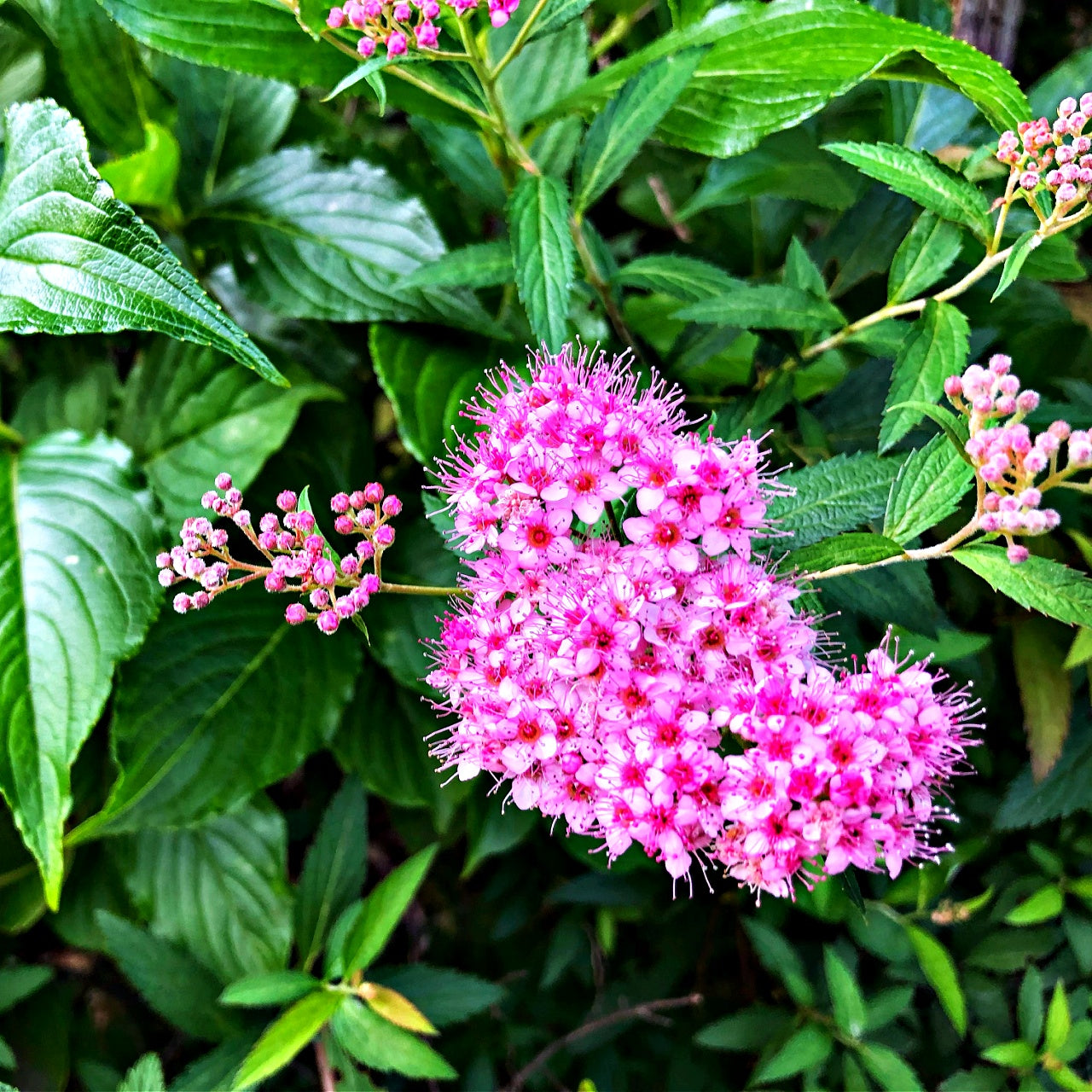 Spiraea Japonica Bloom