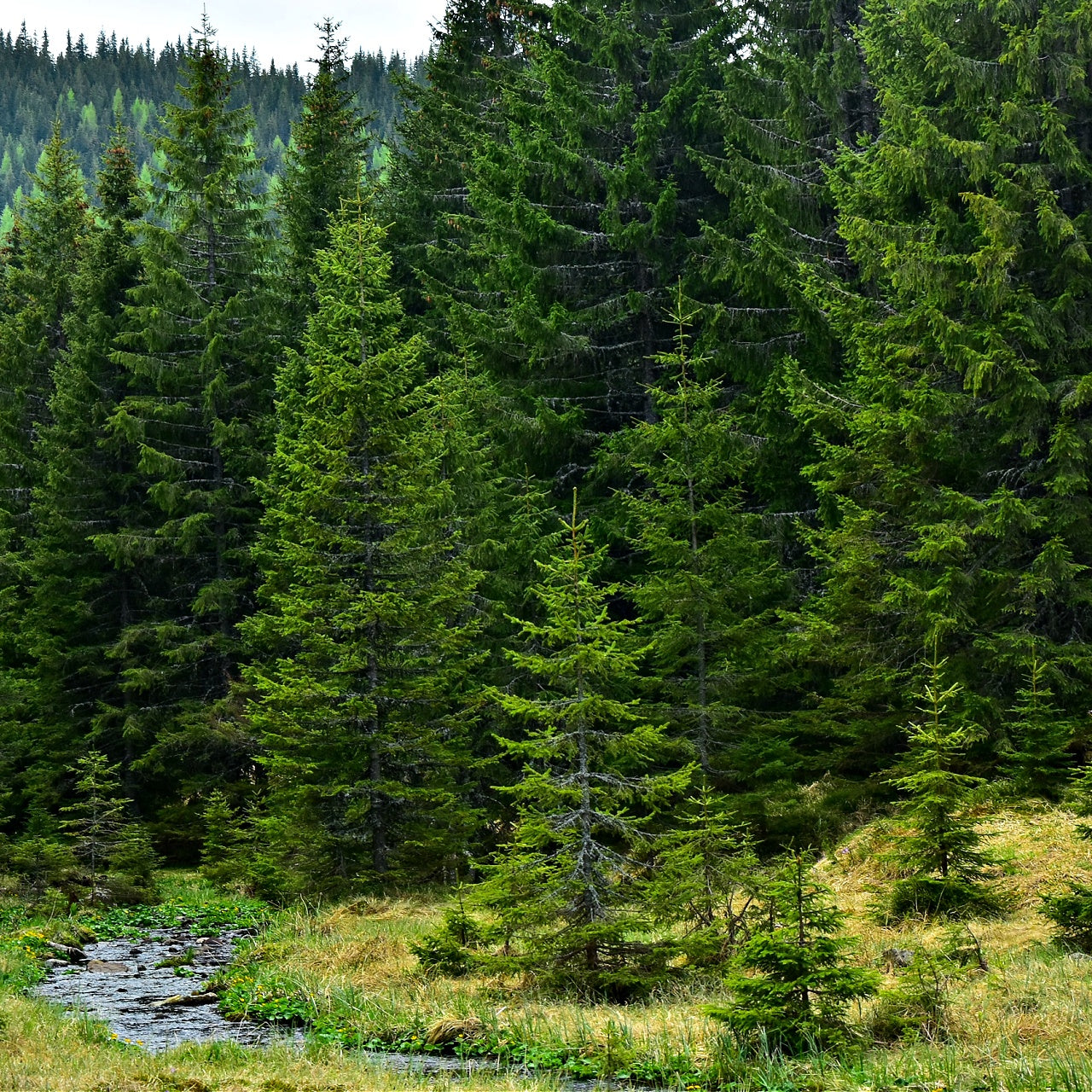 Spruce Pine Trees