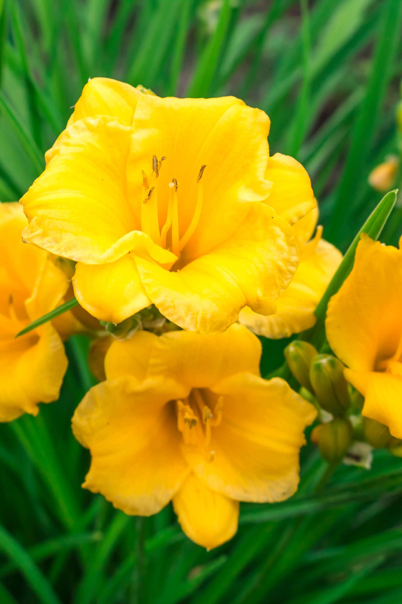 Stella De Oro Daylily