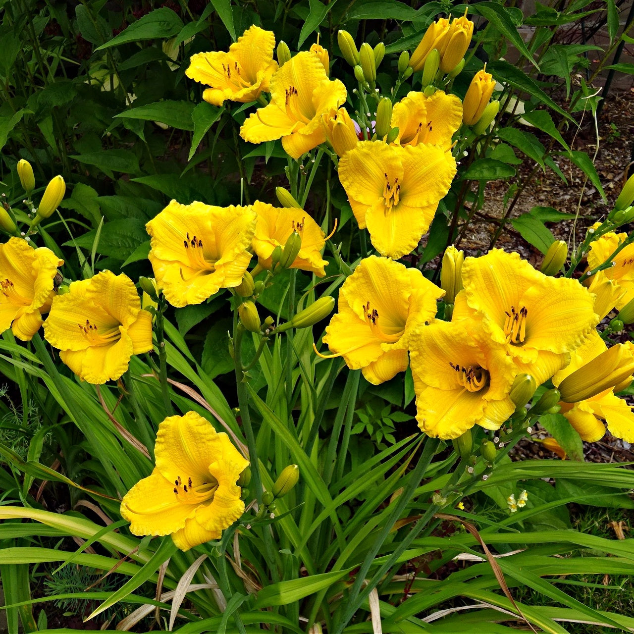 Stella De Oro Daylily