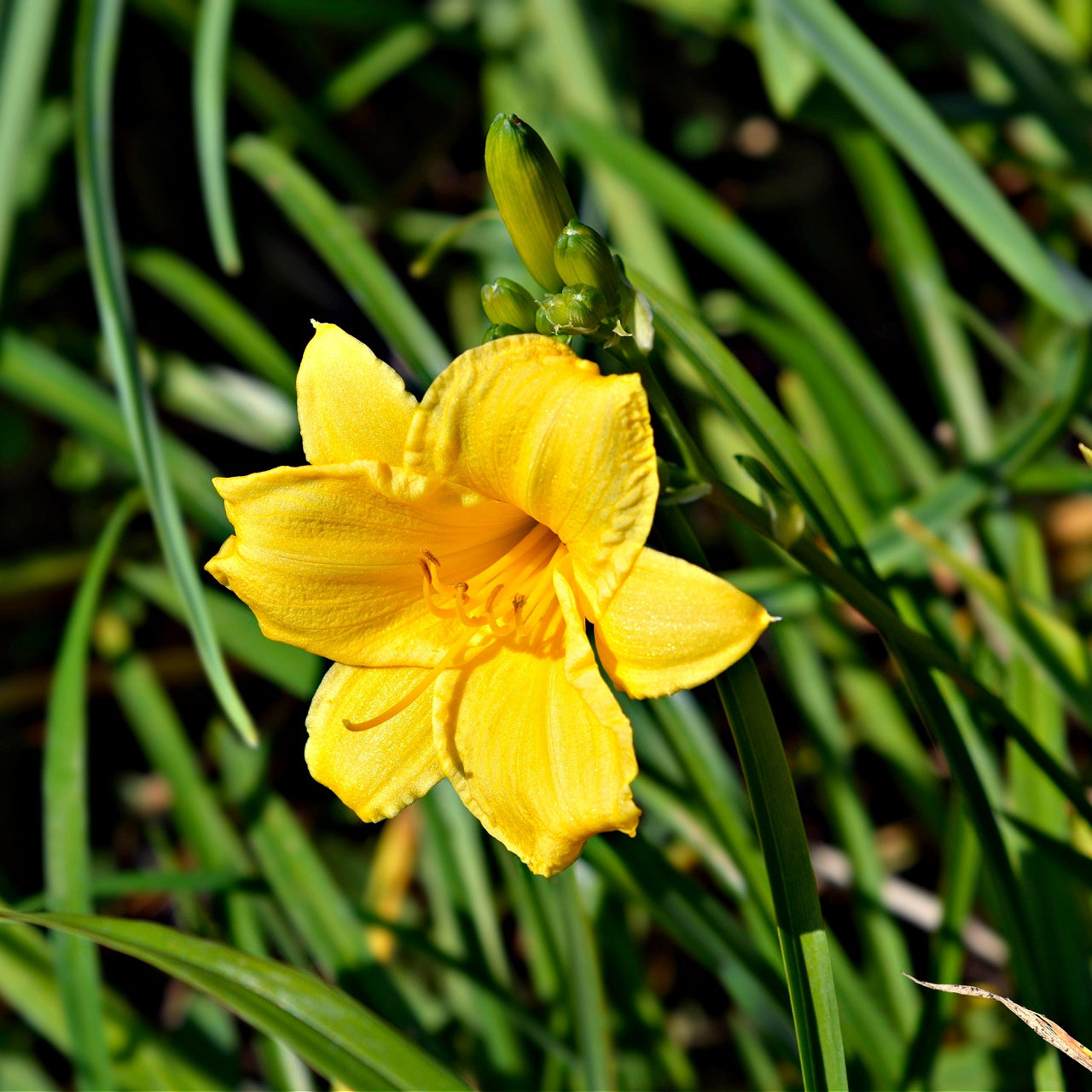 Stella De Oro Daylily Bloom