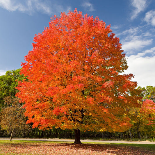 Sugar Maple Tree