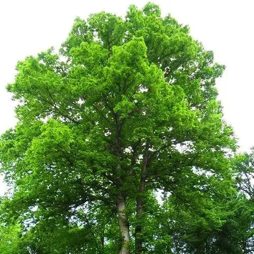 chestnut oak tree