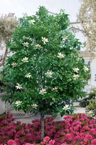 Lush Sweet Bay Magnolia tree with vibrant green leaves and white blossoms