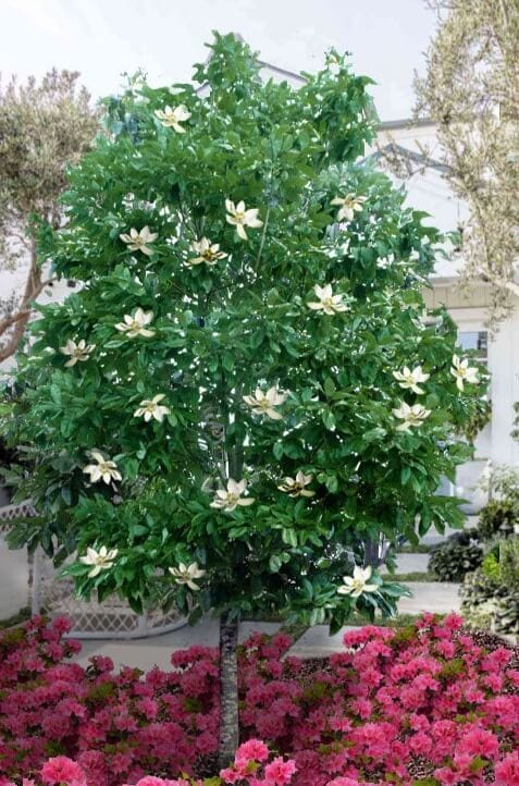 Lush Sweet Bay Magnolia tree with vibrant green leaves and white blossoms