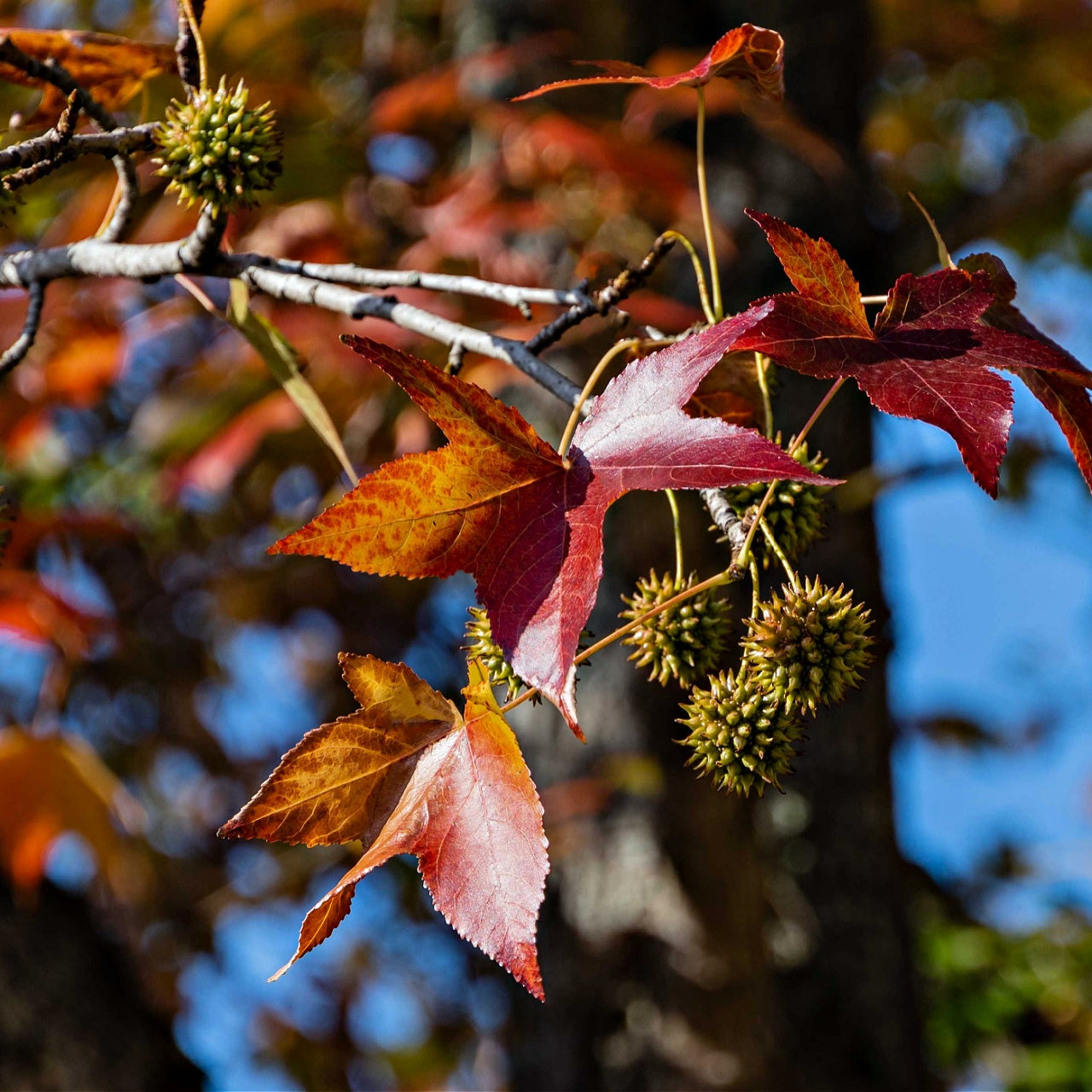 Sweet Gum Foliage 