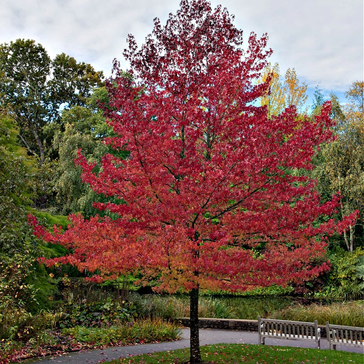 Sweet Gum Seedling