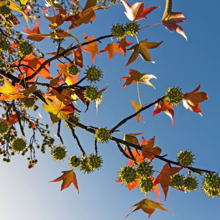 Sweet Gum Seedlings