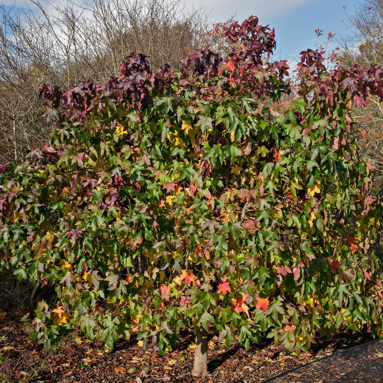 Sweet Gum Trees