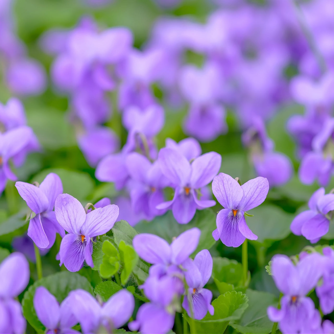 Sweet Violets