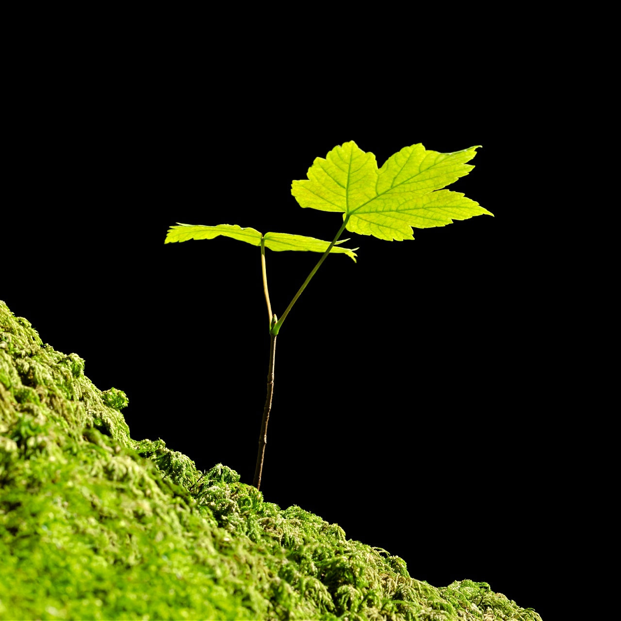 Sycamore Seedling