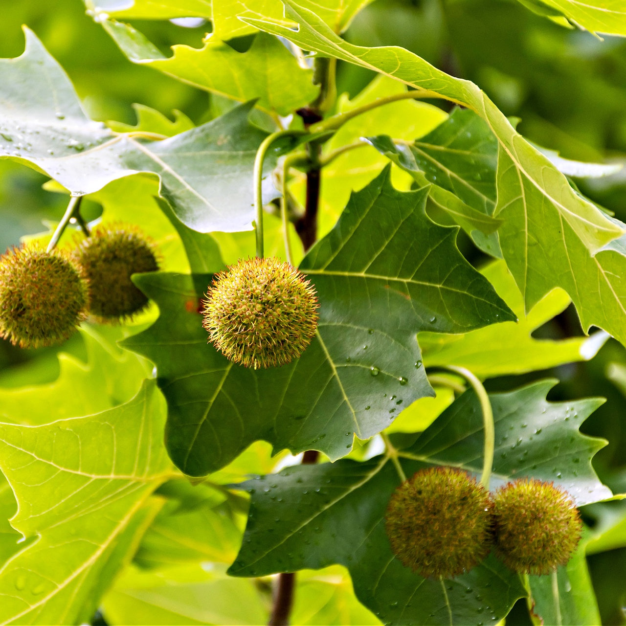 Sycamore Seedlings