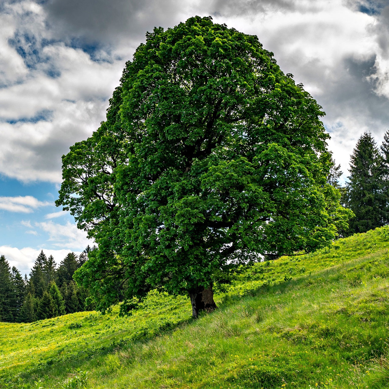 Sycamore Tree