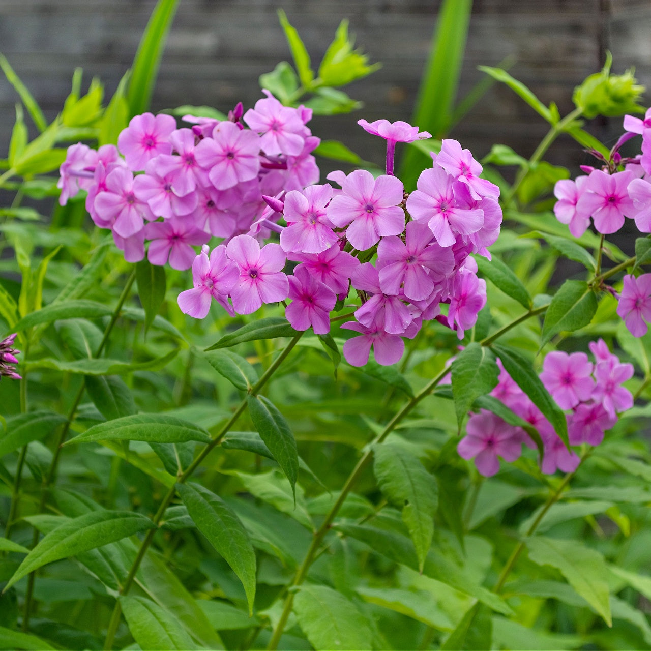 Tall Phlox