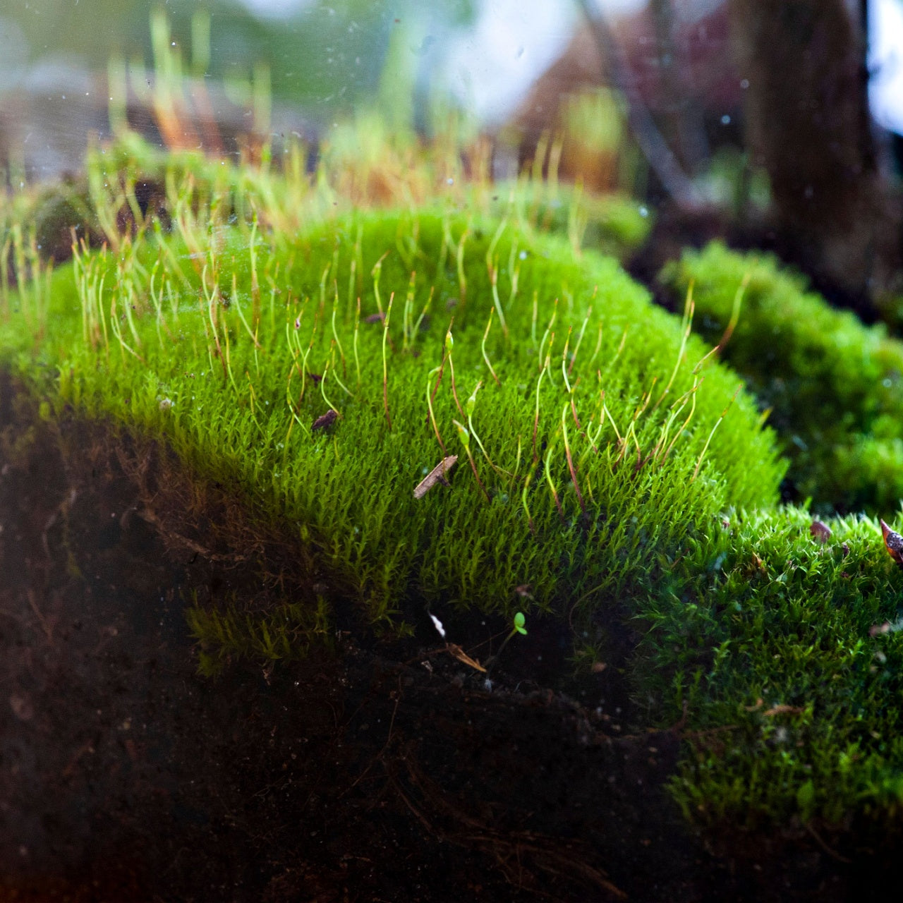 Terrarium Moss Landscapes