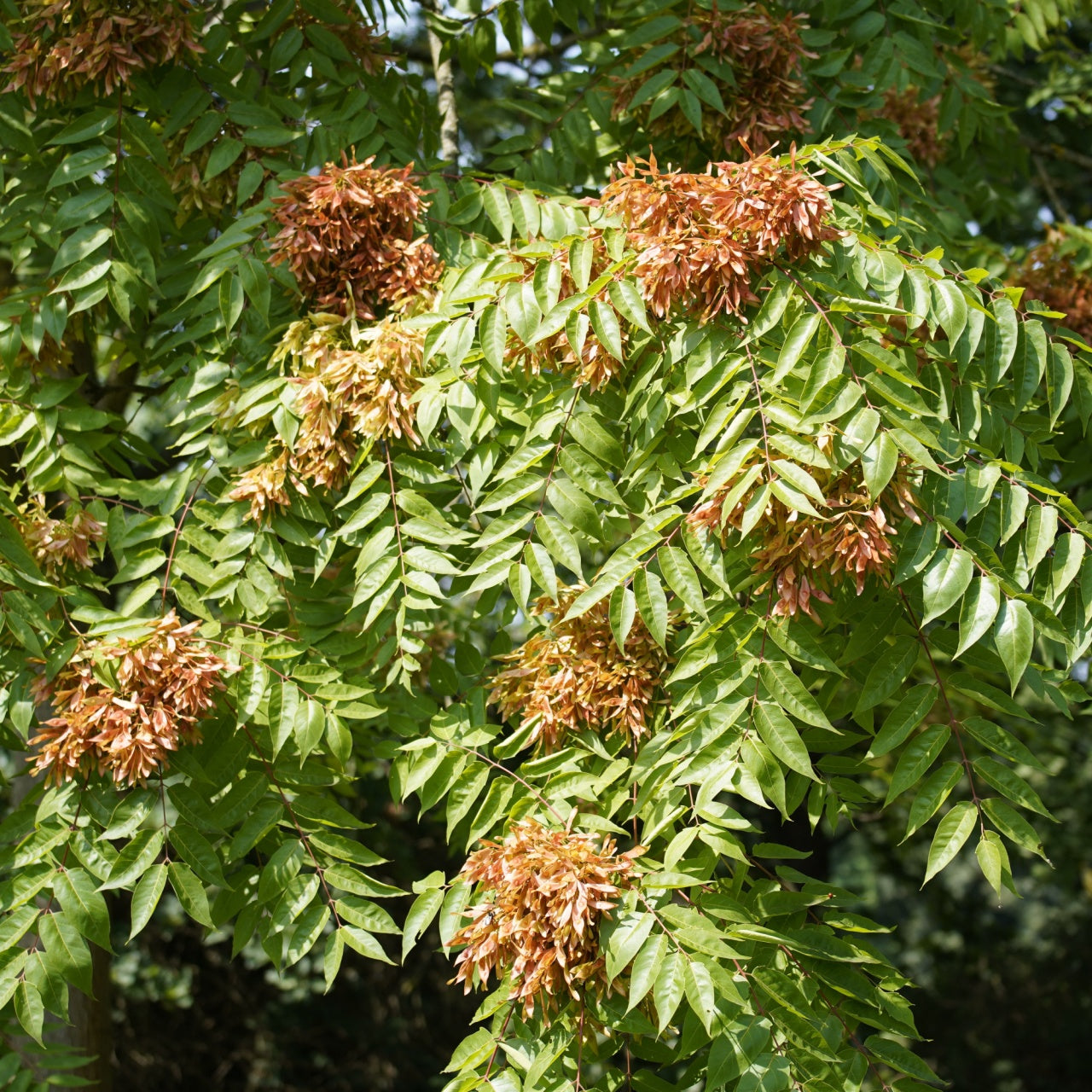 Tree Of Heaven