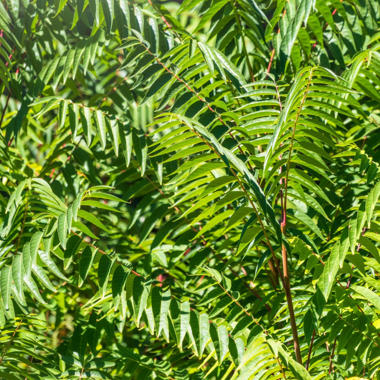 Tree Of Heaven Leaves