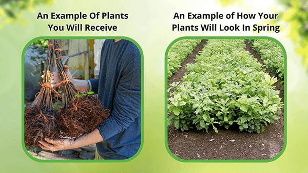 Tree Seedlings Before and After