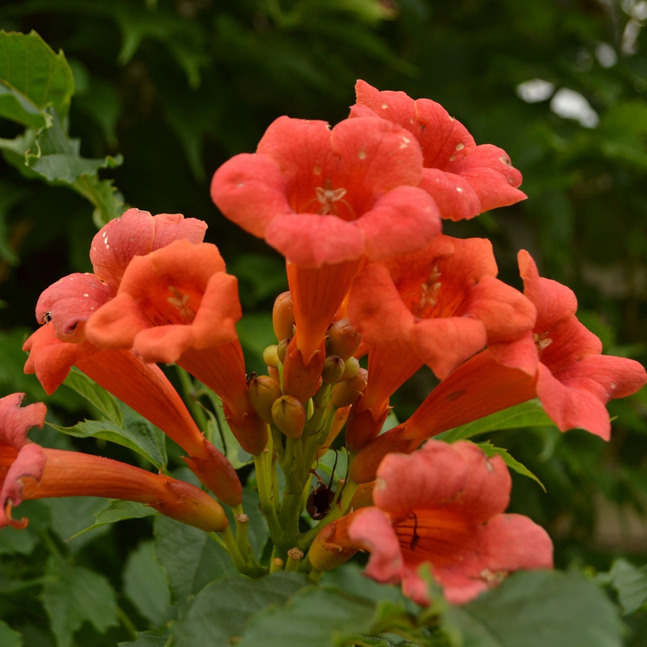 Trumpet Vine