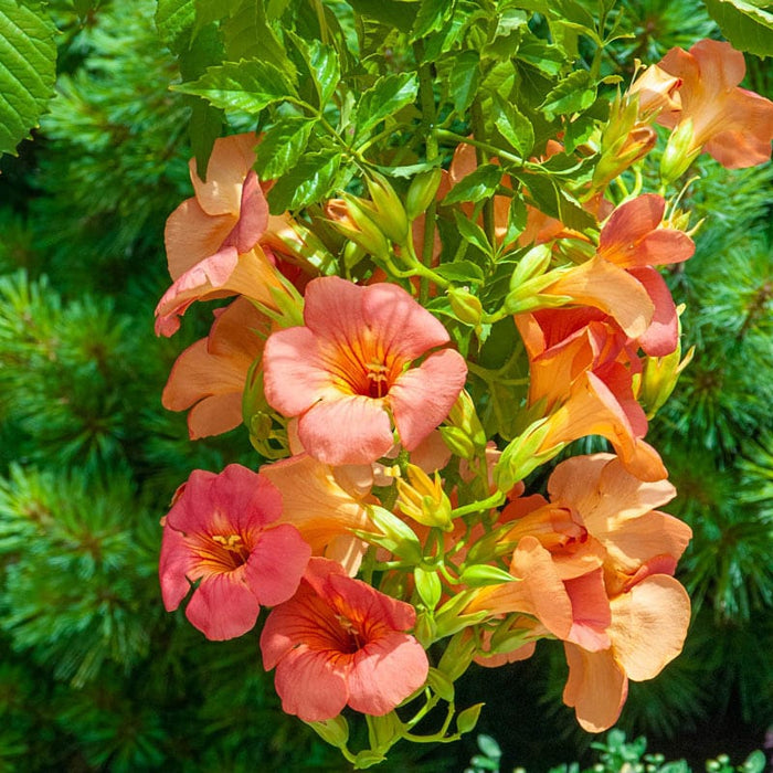 Vibrant orange and pink Trumpet Vine flowers with ruffled petals, yellow centers