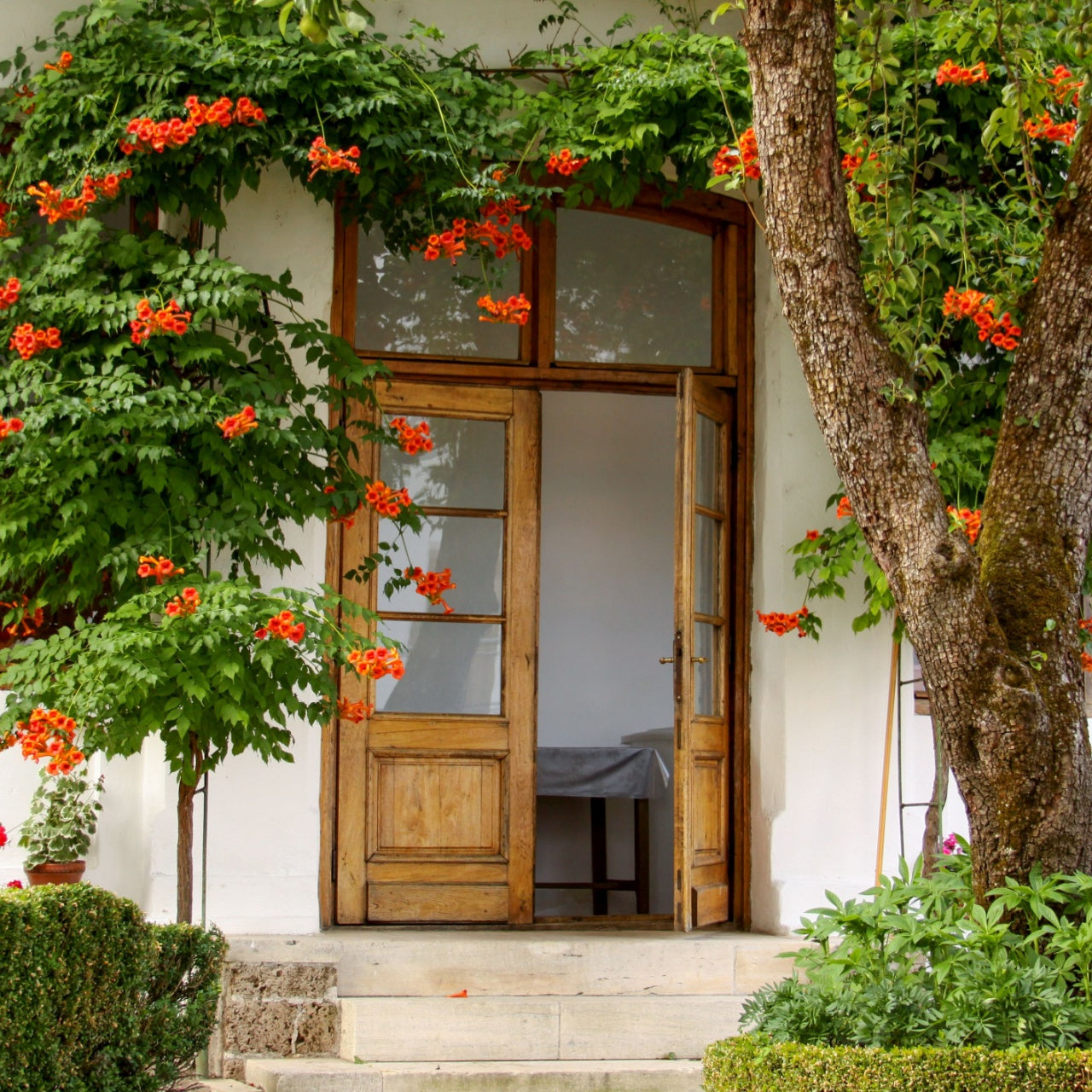 Trumpet Vines