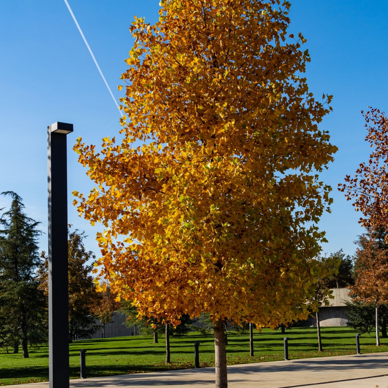 Tulip Poplar