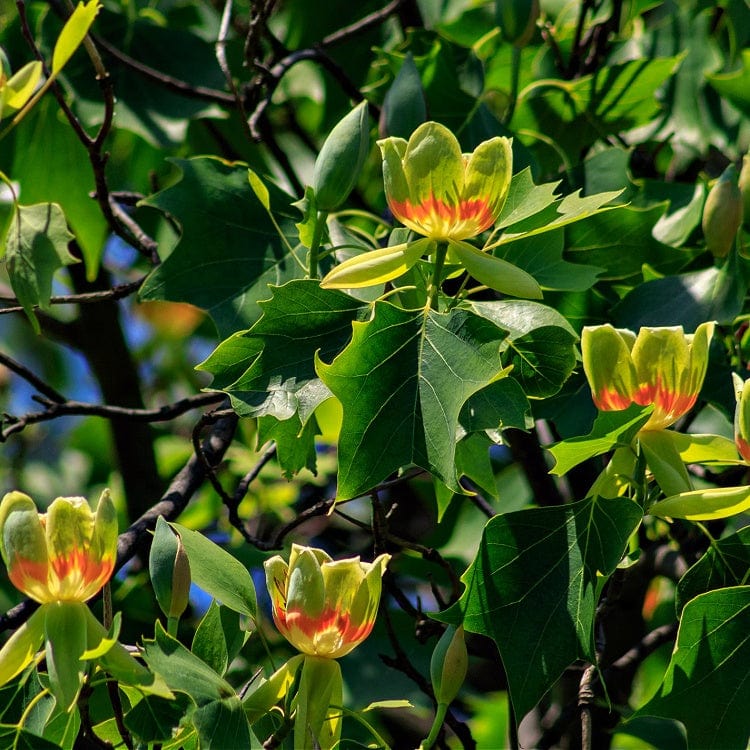 Yellow tulip tree flowers with red centers on Tulip Poplar Seedlings