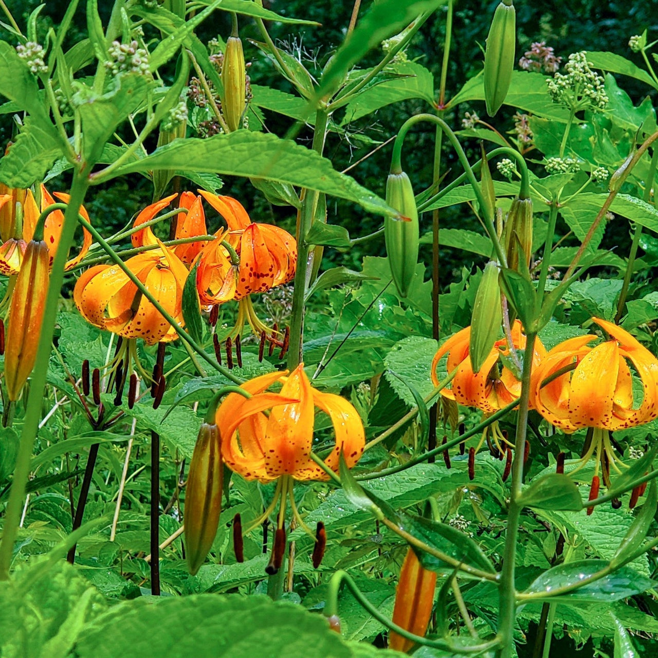 Turk Cap Lilies