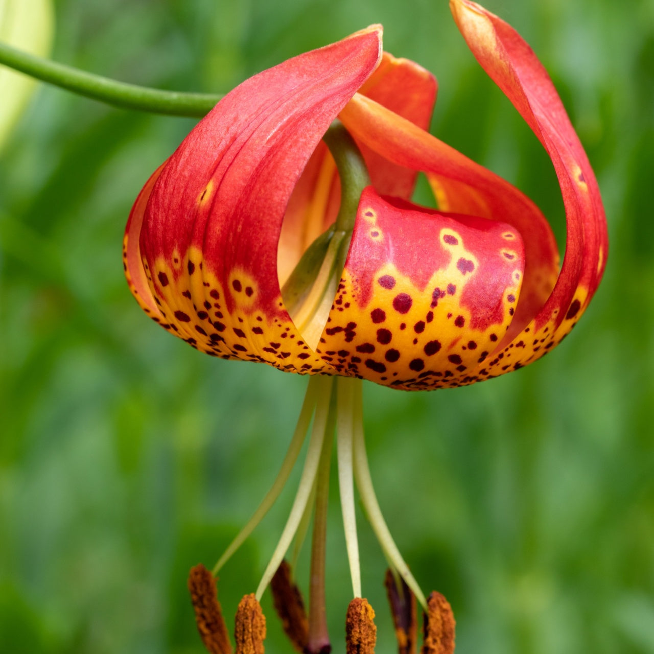 Turk Cap Lily