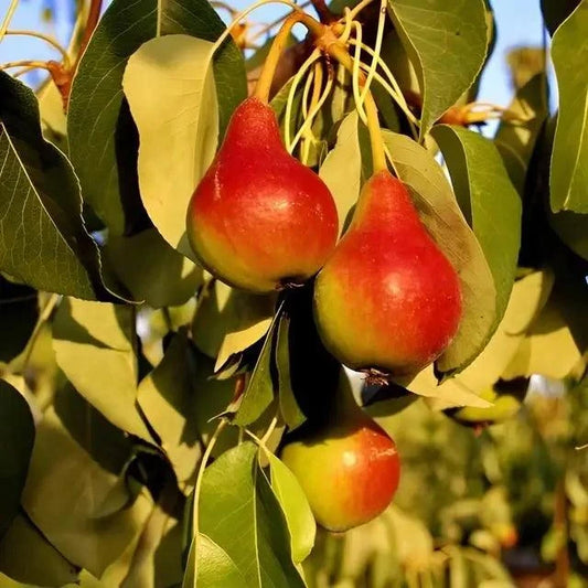 Moonglow Fruiting Pear