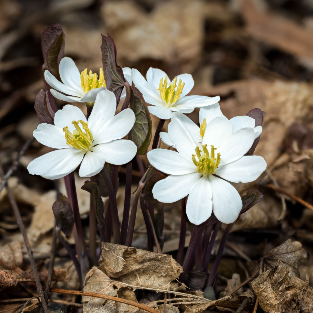 Twinleaf Bloom