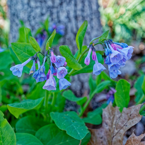 Virginia Bluebells