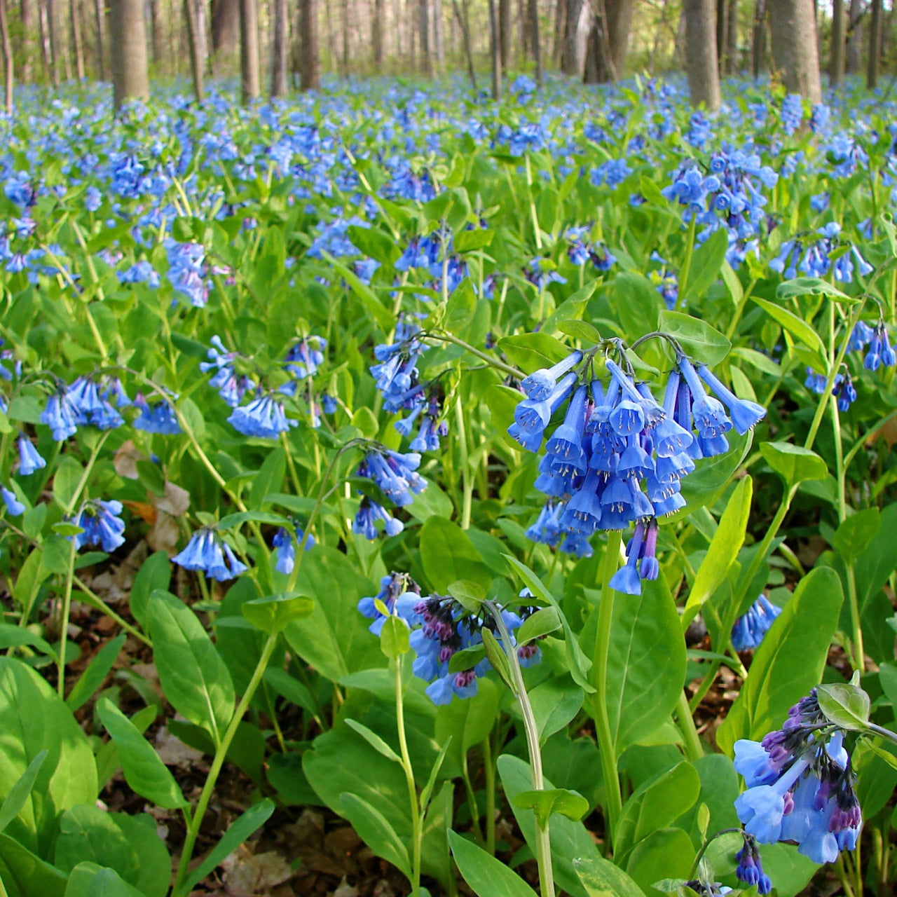 Virginia Bluebells