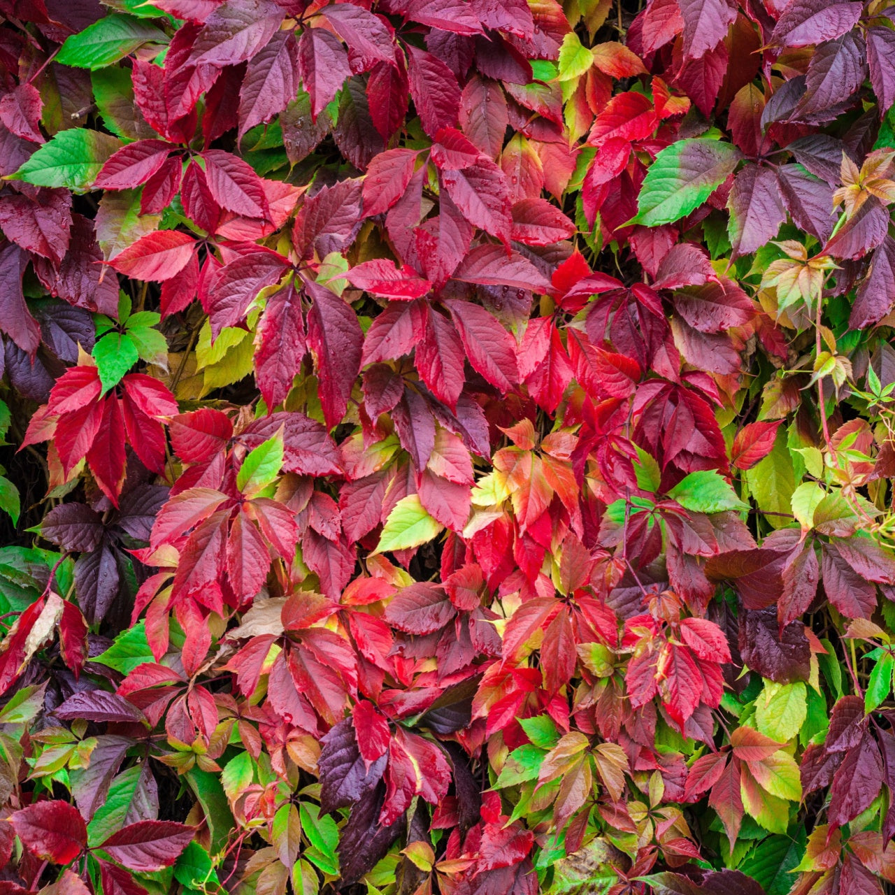 Virginia Creeper