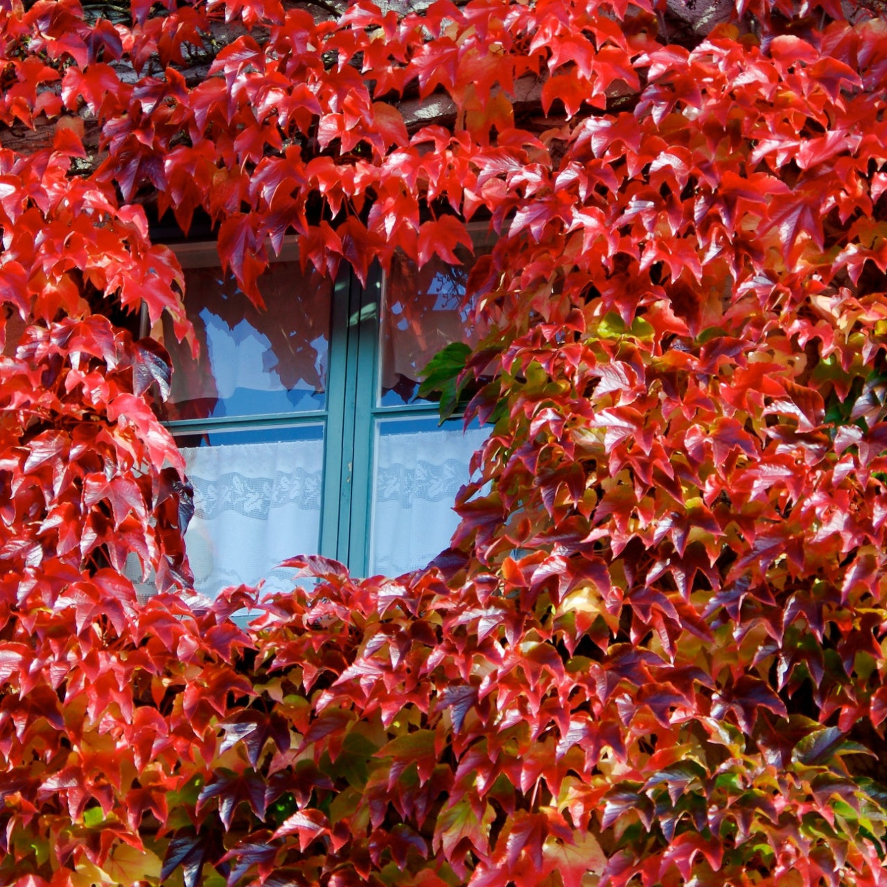 Virginia Creeper Vine