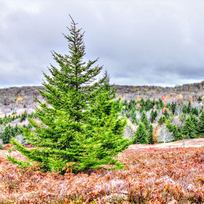 Virginia Pine seedling in vibrant green amid reddish-brown foliage under overcast sky