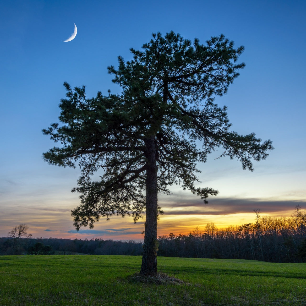 Virginia Pine Tree