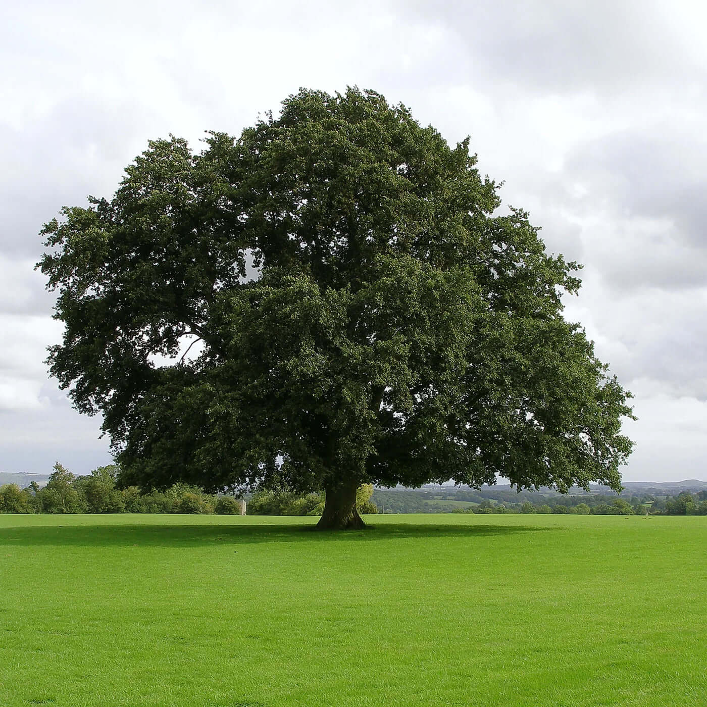 Water Oak Seedlings For Sale Online | Buy 1 Get 1 Free