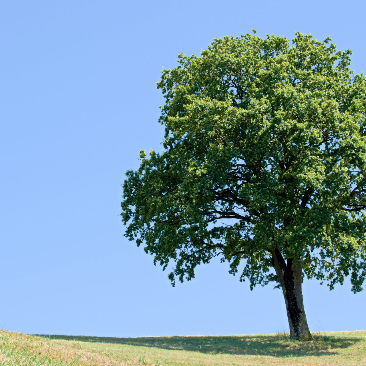 Water Oak