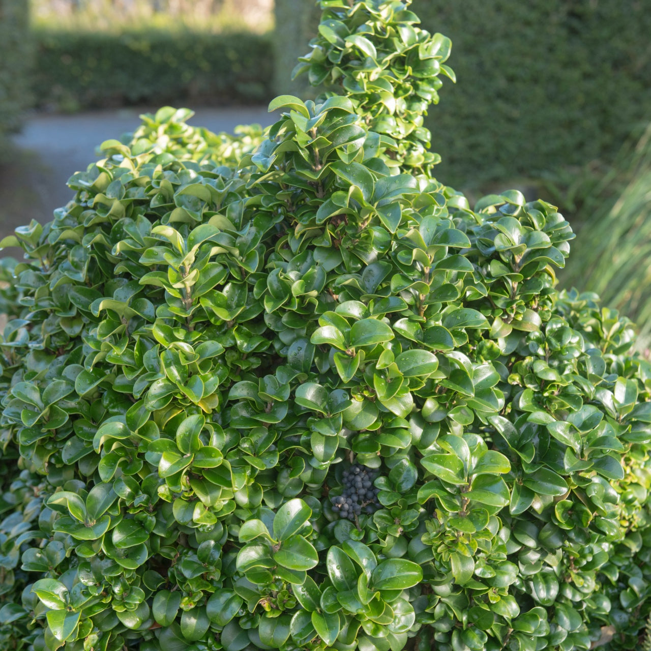 Wax Leaf Privet Shrub