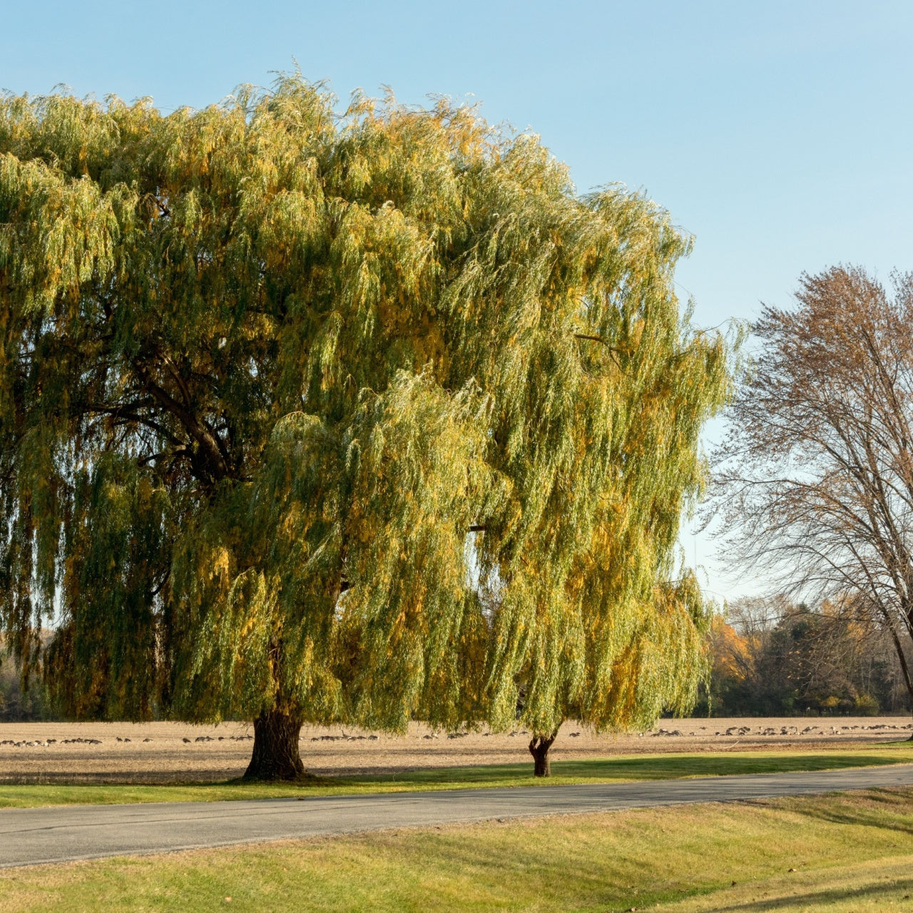 Weeping Willow