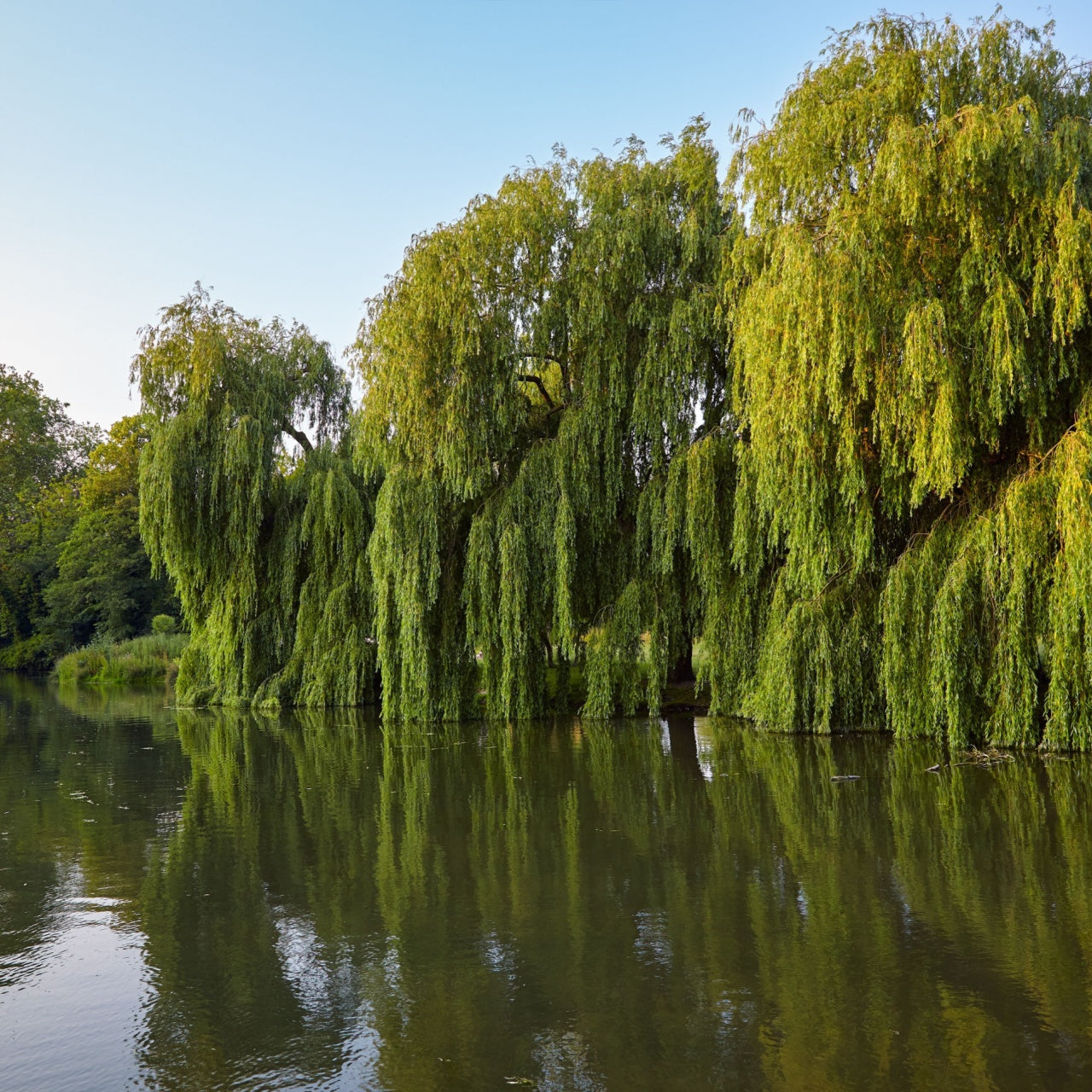 Weeping Willows